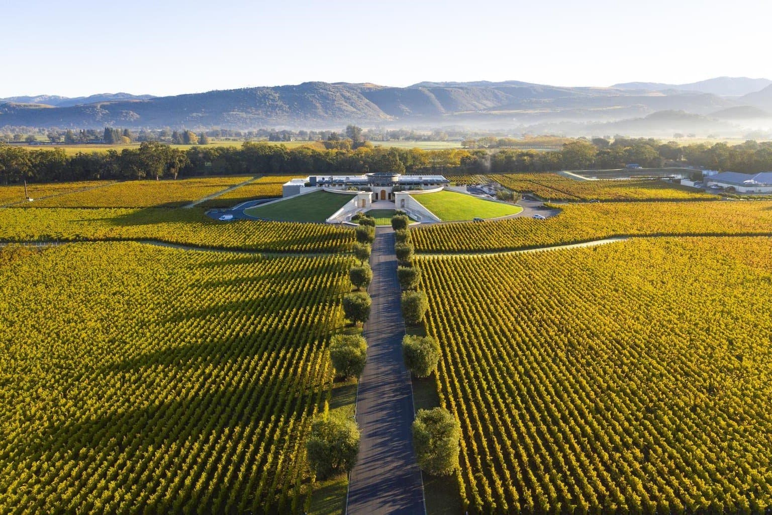 Banner do Opus One - Vinhedo e paisagem californiana