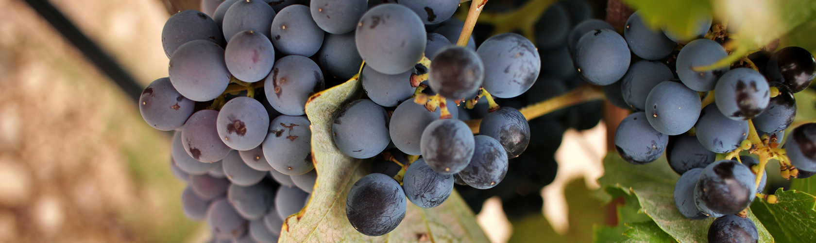 Conheça as principais uvas e suas diferenças